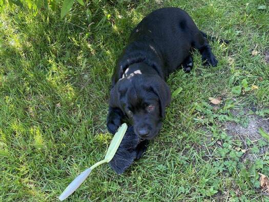 Einfamilienhaus zum Kauf provisionsfrei 469.999 € 6 Zimmer 167 m² 729 m² Grundstück Schneeberg 08289