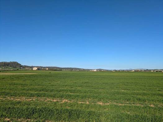 Grundstück zum Kauf 185.000 € 16.121 m² Grundstück Sineu 07510