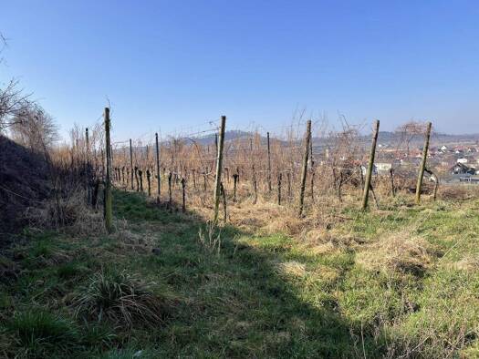 Land-/Forstwirtschaft zum Kauf 8.000 € 2.881 m² Grundstück Jechtingen 79361