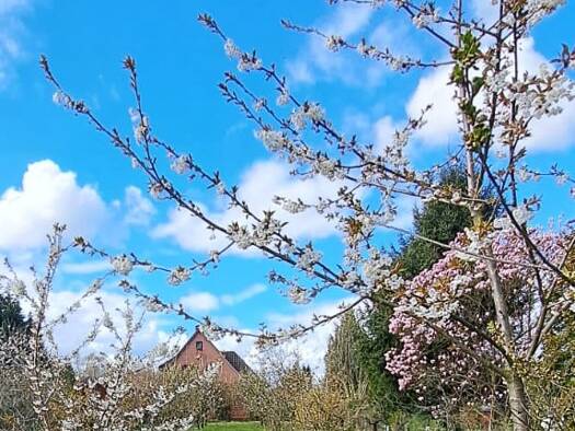 Einfamilienhaus zum Kauf 399.000 € 6 Zimmer 150 m² 2.388 m² Grundstück frei ab sofort Hedendorf Buxtehude 21614