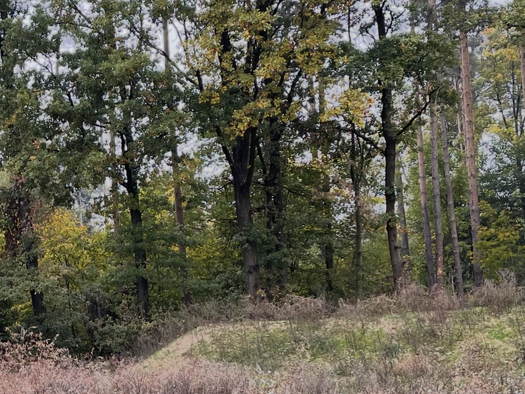 Grundstück zum Kauf provisionsfrei 336.000 € 2.100 m² Grundstück frei ab sofort Sonnefeld 96242