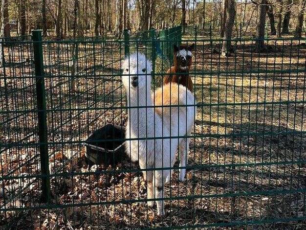 Grundstück zum Kauf provisionsfrei 84.750 € 587 m² Grundstück Am Wolfsburger Platz 7 Wesendorf 29392