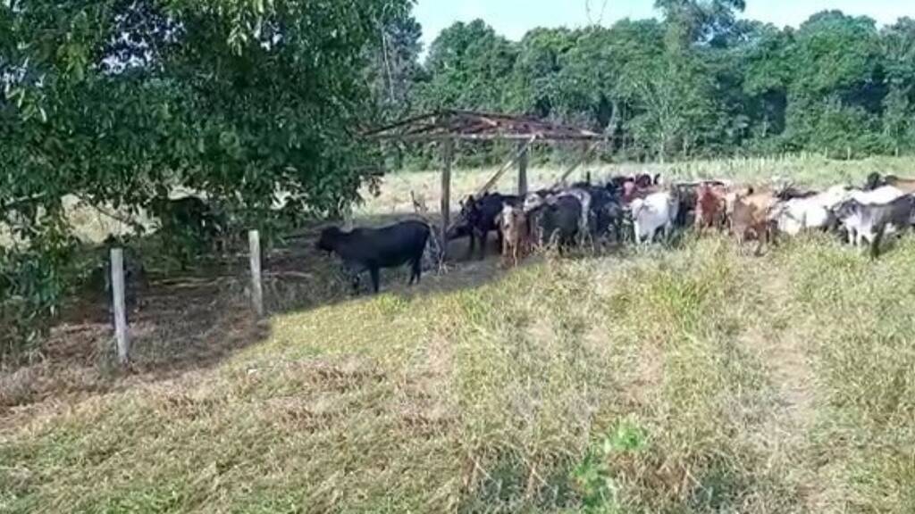 Haus zum Kauf 590.000 € 1 Zimmer Manaus 69735000