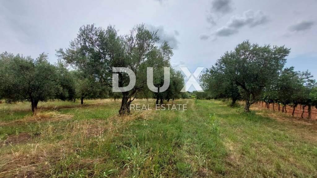 Land-/Forstwirtschaft zum Kauf 70.000 € Brtonigla