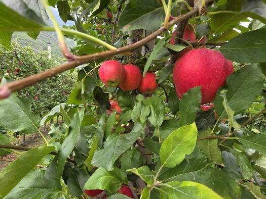 Grundstück zum Kauf Naturns 39025