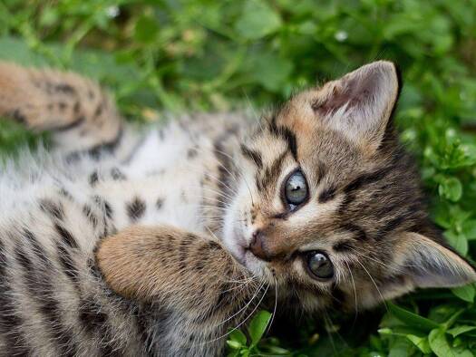 Terrassenwohnung zur Miete 950 € 3 Zimmer 78,3 m² 2. Geschoss frei ab sofort Tiriotstraße 13 Französisch Buchholz Berlin 13127