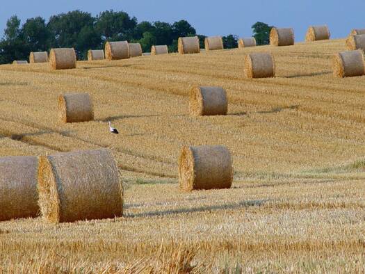 Land-/Forstwirtschaft zum Kauf 69.000 € 138.930 m² Grundstück Lübs Lübs 17379