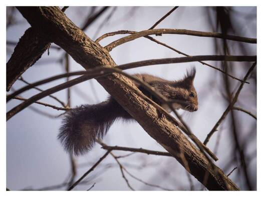 Wohnung zur Miete 2.080 € 4 Zimmer 130 m² 1. Geschoss frei ab sofort Dahlmannstraße 16 Charlottenburg Berlin 10629