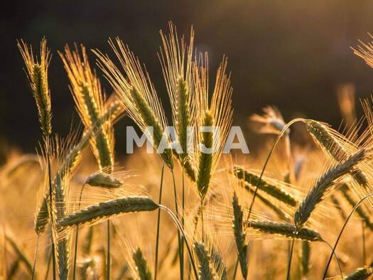 Land-/Forstwirtschaft zum Kauf 7.200.000 € 10.320.000 m² Grundstück Aluksne LV-4301