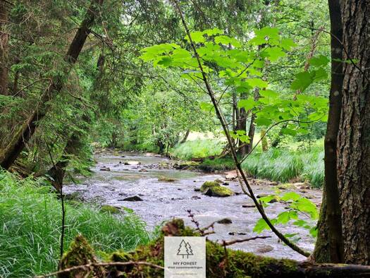 Grundstück zum Kauf 209.000 € 60.949 m² Grundstück Kirchberg Schönberg 94513