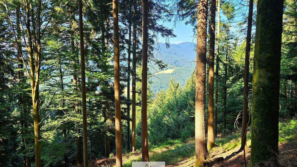 Sonstiges zum Kauf als Kapitalanlage geeignet 220.053 m² Grundstück Simonswald 79263