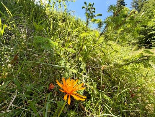 Land-/Forstwirtschaft zum Kauf 183.800 € 36.760 m² Grundstück Ramsau b. Berchtesgaden 83486