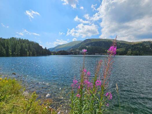Terrassenwohnung zum Kauf 412.000 € 3 Zimmer 52,5 m² 2. Geschoss Turrach 8864