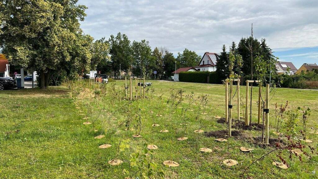 Grundstück zum Kauf provisionsfrei Paradiesweg Kölleda 99625