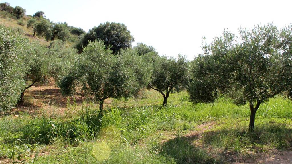 Land-/Forstwirtschaft zum Kauf 270.000 € 4.042 m² Grundstück Sporaden