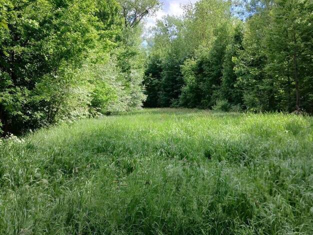 Land-/Forstwirtschaft zum Kauf 139.990 € 14.960 m² Grundstück Pfahlhof Buxheim 85114