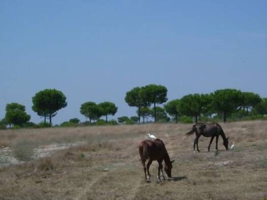 Haus zum Kauf - Erstbezug 95.000 € 4 Zimmer 90 m² 15 m² Grundstück Bollullos Par del Condado 21710