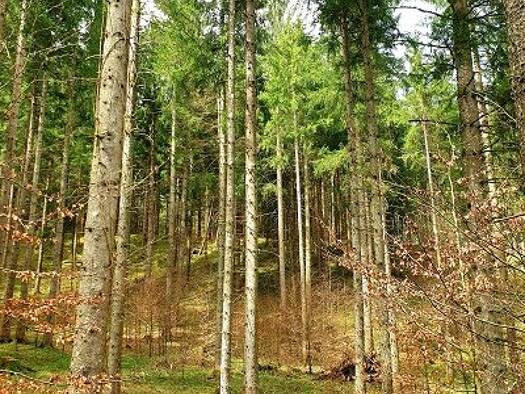 Forstwirtschaft zum Kauf 52.663 m² 52.663 m² Grundstück Schlehdorf Schlehdorf 82444
