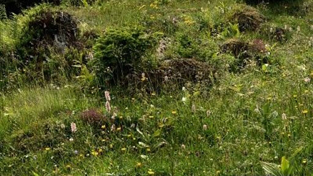 Land-/Forstwirtschaft zum Kauf 20.790 € 540 m² Grundstück Gleisdorf 8200