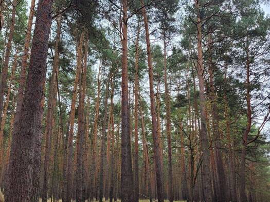 Land-/Forstwirtschaft zum Kauf als Kapitalanlage geeignet 85.000 € 1 Zimmer 97.500 m² Grundstück Tauche 15848