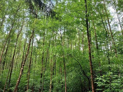 Forstwirtschaft zum Kauf 118.000 € 64.502 m² Grundstück Innenstadt Detmold 32756