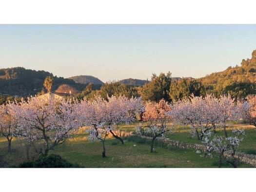 Grundstück zum Kauf 395.000 € 1.267 m² Grundstück Puigpunyent 07194