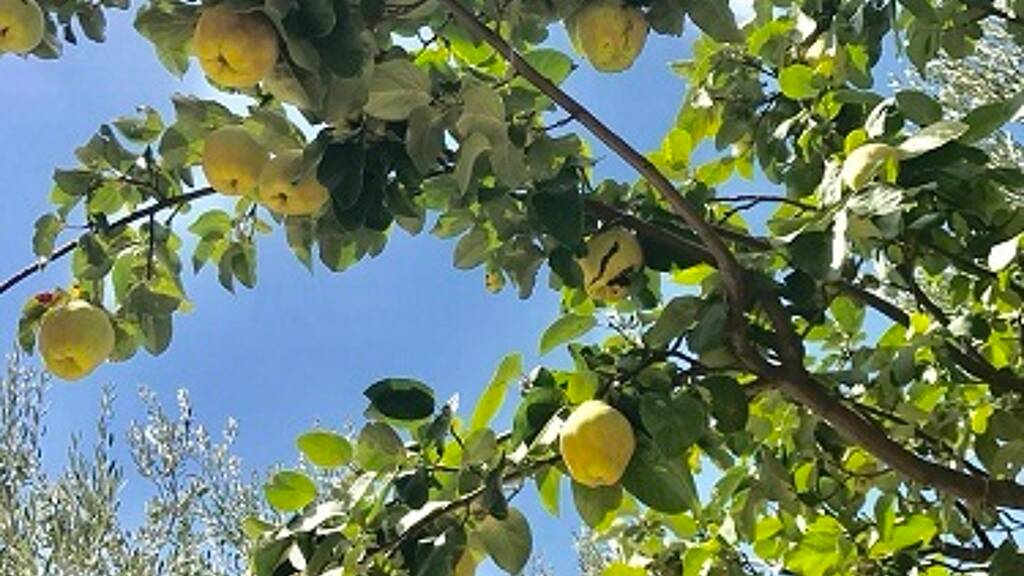 Haus zum Kauf 1.399.000 € 270 m² 3.417 m² Grundstück Altusried 87452