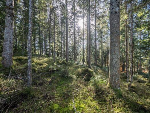 Land-/Forstwirtschaft zum Kauf 100.299 m² Grundstück Fieberbrunn 6391