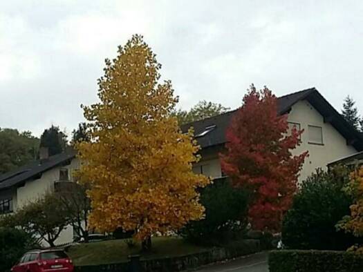 Mehrfamilienhaus zum Kauf provisionsfrei 899.000 € 8 Zimmer 288 m² 1.000 m² Grundstück Murg 79730