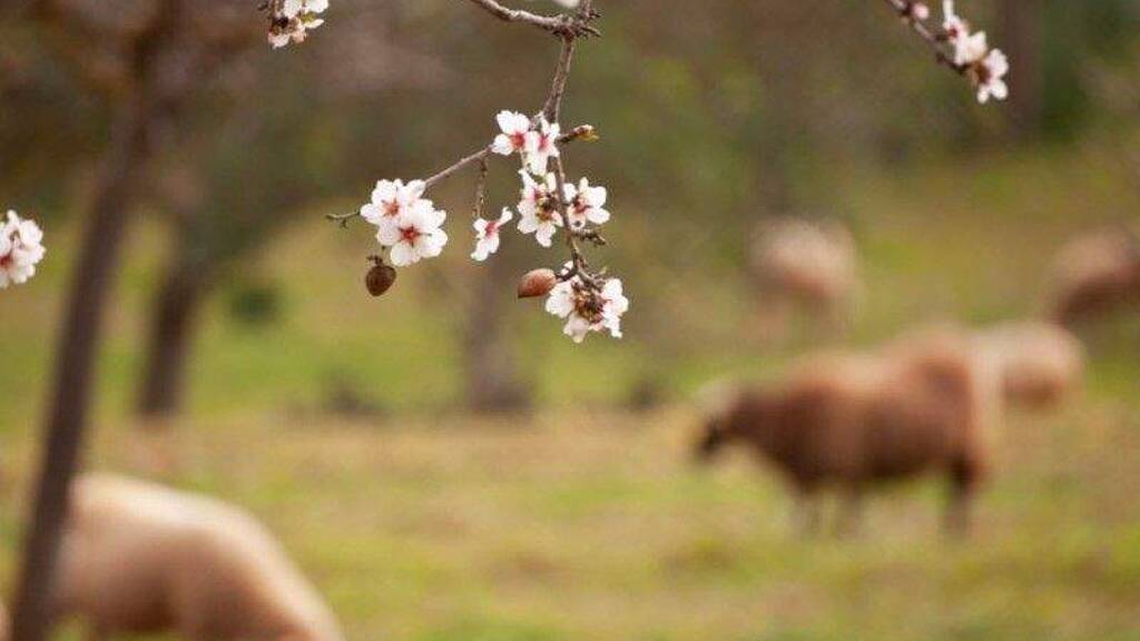 Grundstück zum Kauf 190.000 € 14.791 m² Grundstück Llucmajor 07620