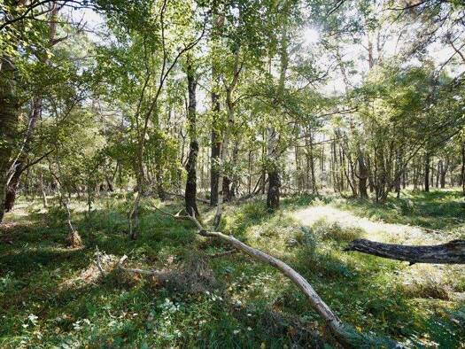 Land-/Forstwirtschaft zum Kauf 5.500 € 4.625 m² Grundstück Brockel 27386