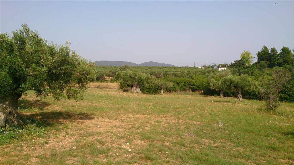 Land-/Forstwirtschaft zum Kauf 215.000 € 4.589 m² Grundstück Chalkidiki