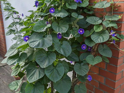 Doppelhaushälfte zum Kauf provisionsfrei 680.000 € 5 Zimmer 114 m² 460 m² Grundstück Lindemannallee Bult Hannover 30173