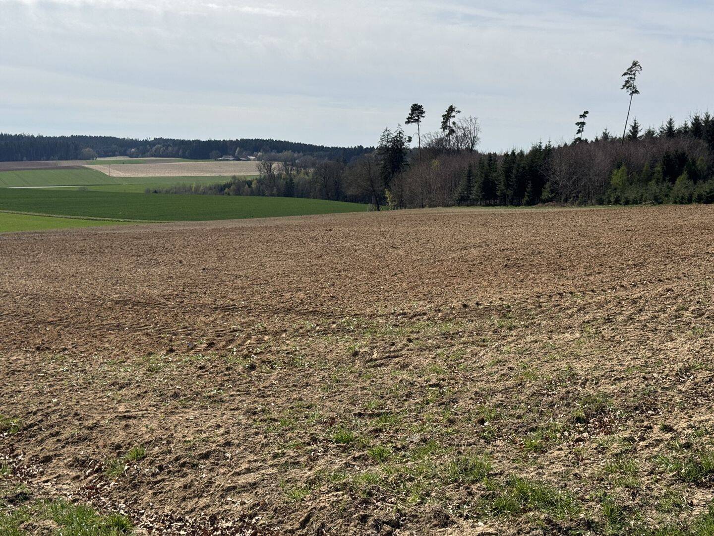 Land-/Forstwirtschaft zum Kauf - Ansicht 5