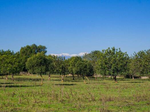 Grundstück zum Kauf 500.000 € 44.125 m² Grundstück Colonia de Sant Pere, 07579