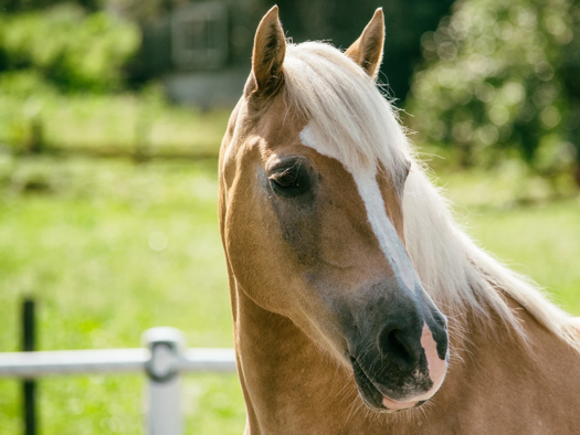 Grundstück zum Kauf 450.000 € 8.650 m² Grundstück frei ab sofort Lübberstedt Gödenstorf 21376