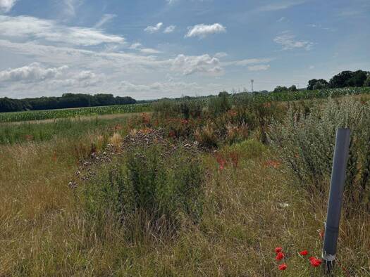 Grundstück zum Kauf provisionsfrei 221.200 € 631 m² Grundstück Ellernring Bad Doberan 18209