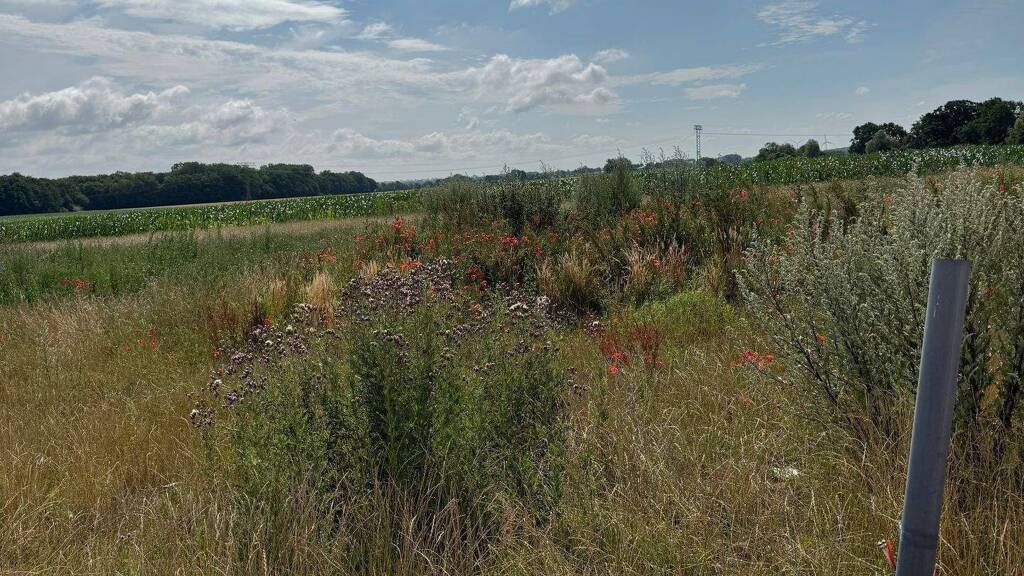 Grundstück zum Kauf provisionsfrei 221.200 € 631 m² Grundstück Ellernring Bad Doberan 18209