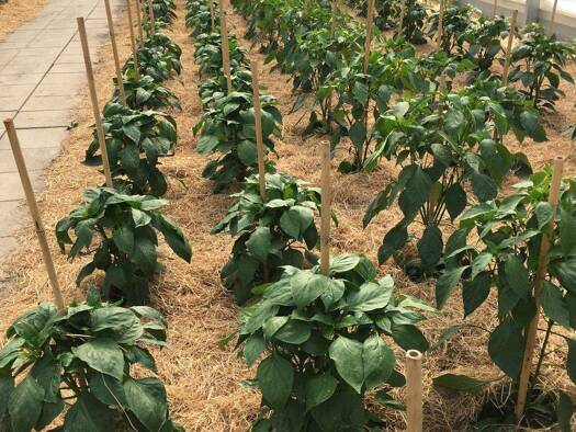 Gewerbegrundstück zum Kauf 730.000 € 13.000 m² Grundstück Stuhlfelden 5724