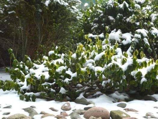 Grundstück zum Kauf 389.980 € 820 m² Grundstück Hermsdorf Berlin 13467