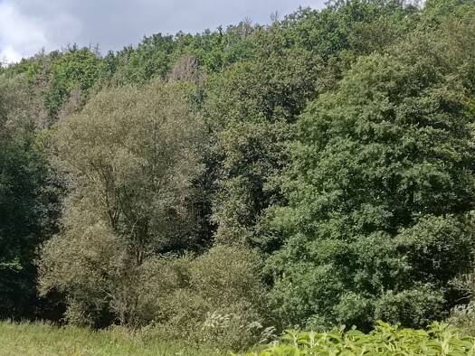 Forstwirtschaft zum Kauf provisionsfrei 16.000 € 22.125 m² Grundstück Schmalkalden 98574