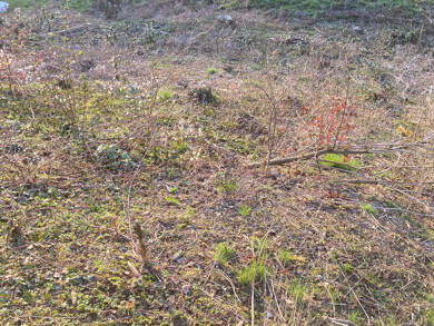 Grundstück zum Kauf provisionsfrei 190.000 € 1.192 m² Grundstück Langschied Heidenrod 65321