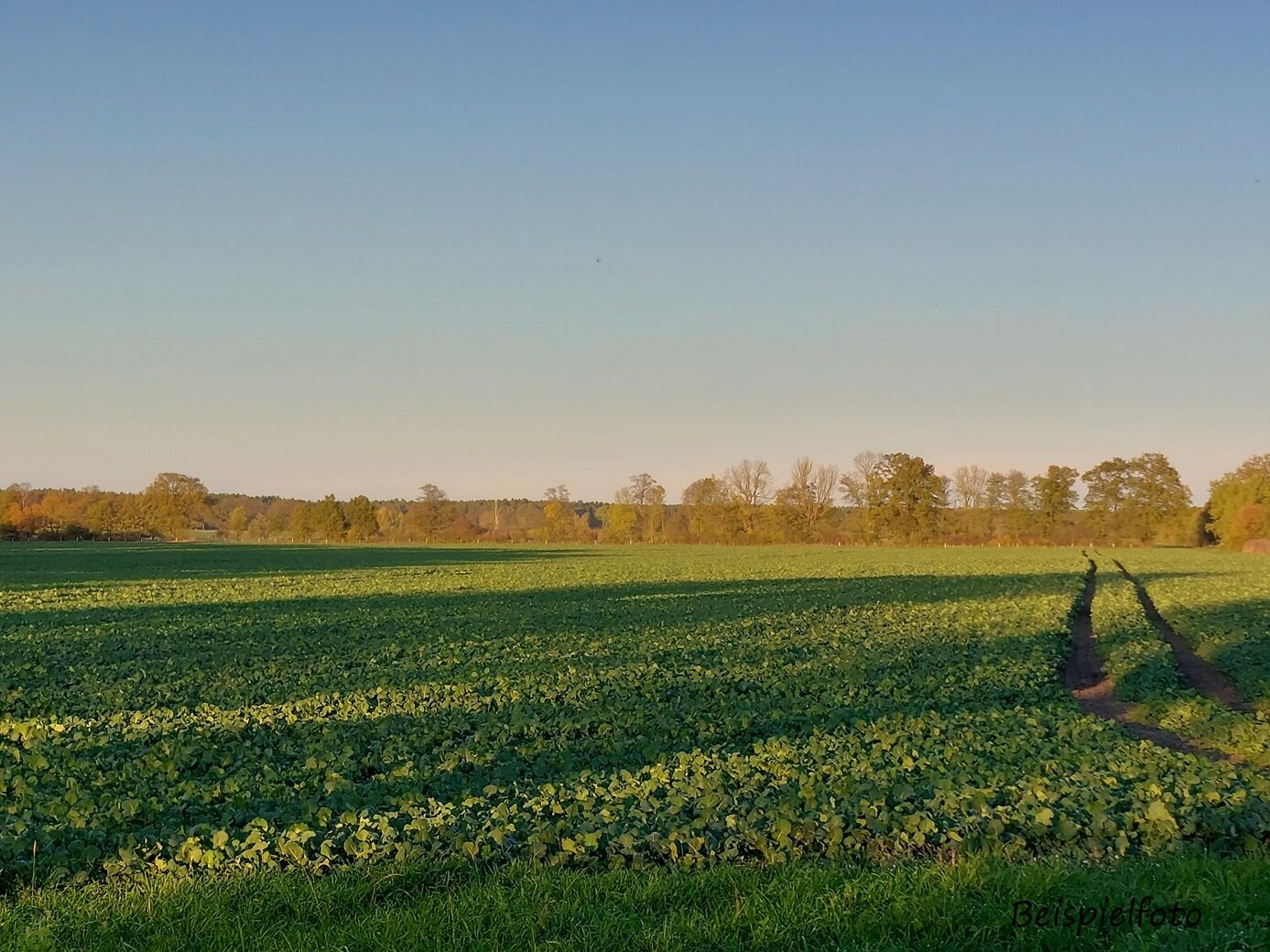 Landwirtschaftliche Fläche zum Kauf 90.000 m²<br/>Grundstück Boizenburg Boizenburg/Elbe 19258