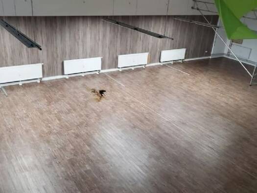 Produktionshalle zur Miete 4.700 € 365 m² Lagerfläche Massenheim Bad Vilbel 61118