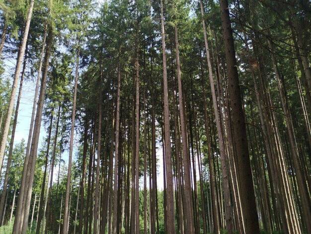Forstwirtschaft zum Kauf provisionsfrei 210.000 € Reifersbrunn Mering 86415