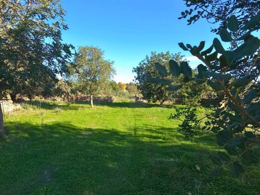 Acker-/Waldstück zum Kauf 150.000 € Santa Margalida 07450