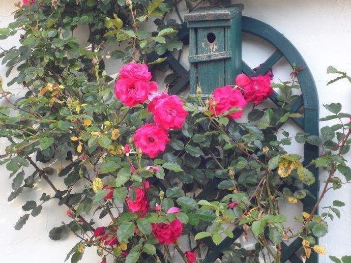 Immobilie in Bad Bevensen - Bad Bevensen - Großzügige 2-Zimmer-Erdgeschosswohnung in 2-Parteien-Haus – überdachte Terrasse, Garage & ruhige Lage  - Bild 0