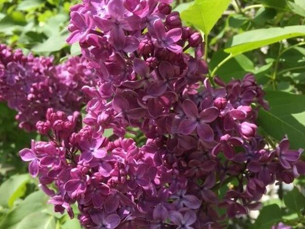 Einfamilienhaus zum Kauf provisionsfrei 472.119 € 5 Zimmer 142 m² 660 m² Grundstück Brand-Erbisdorf 09618