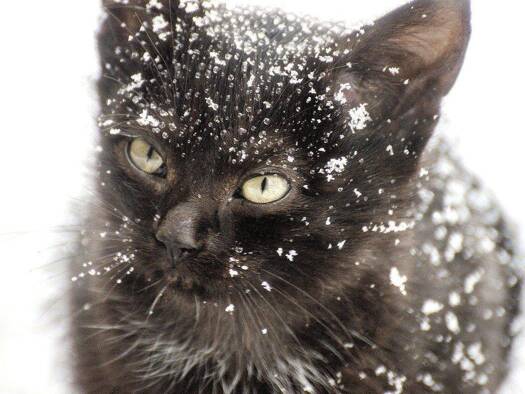 Einfamilienhaus zum Kauf 604.365 € 6 Zimmer 162 m² 485 m² Grundstück Ickern Castrop Rauxel 44577