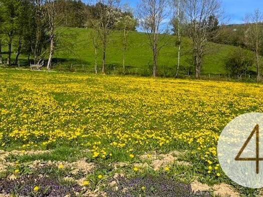 Grundstück zum Kauf 49.900 € 825 m² Grundstück St. Leonhard am Wald Waidhofen an der Ybbs 3263